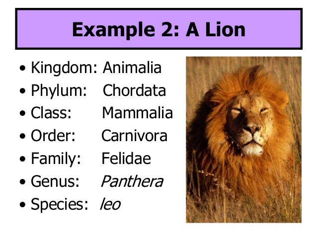 lion taxonomy classification of lion from kingdom to species